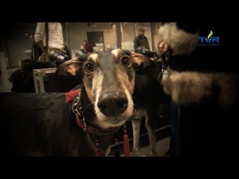 Darz Bór - odc. 53 - Targi Hunting Expo 2013 w Sosnowcu