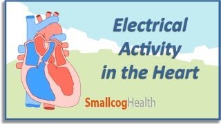 Electrical activity in the Heart