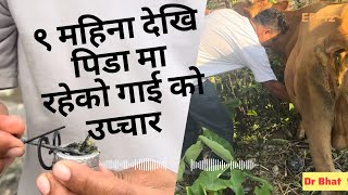 ९ महिना देखि पिडा मा रहेको गाई को सफल उपचार !!! #drbhat  #cattle #buffalo