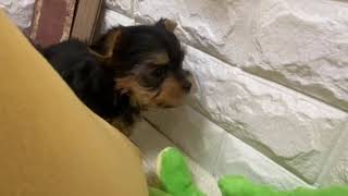 ヨークシャーテリアの動画01