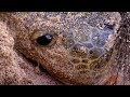 CAUGHT ON CAMERA! Green Turtle Laying Eggs | BBC Earth