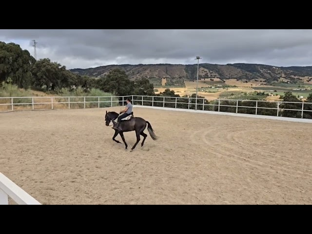 Hongre PRE Pure Race Espagnole A vendre 2022 Gris par INDEXADO