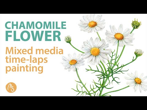 Chamomile flower - Time laps / Speed paint