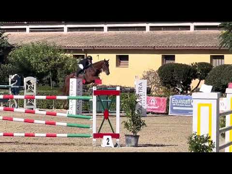 Large Minka | kwpn 2016 | etoulon vdl X warrant