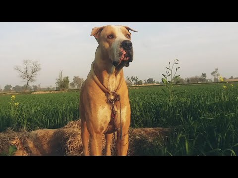 king motti bully dog in Pakistan  /Muneeb wattoo official /