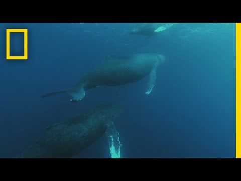 ザトウクジラの回遊｜サメ vs クジラ (Humpback Whale Migration | Shark vs Whale)