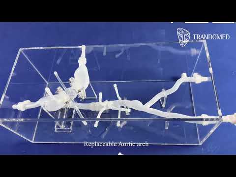 Aortic Arch Replaceable