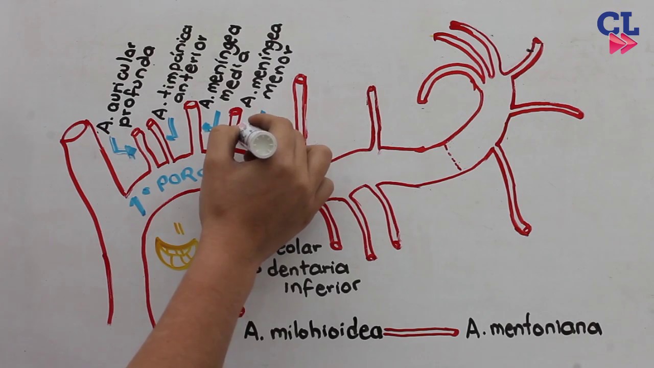 ARTERIA MAXILAR INTERNA