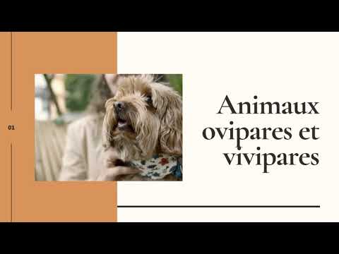 Animaux ovipares et vivipares