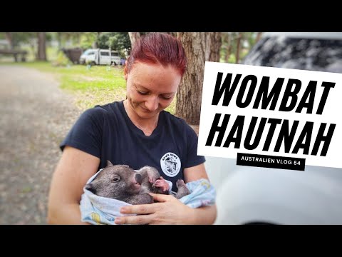 WOMBAT BABY GERETTET - Diese Familien kümmern sich um Australiens Nationaltiere 🇦🇺