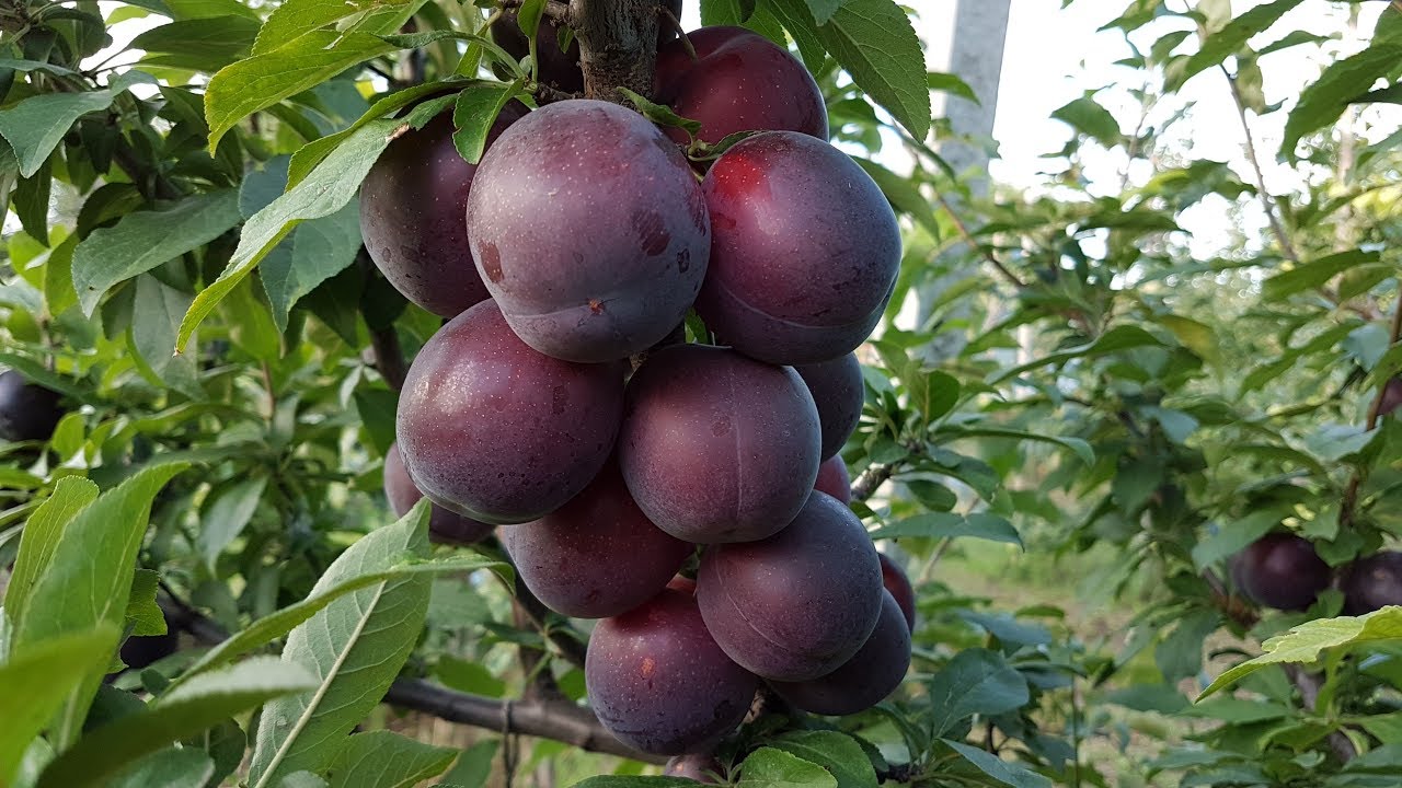 Алыча Генерал