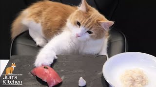  - Sushi for Cats