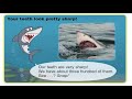001  Meet the Animals 1,   Great White Shark,