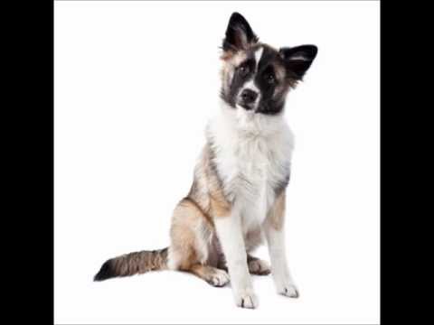 Akita