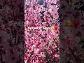 Cherry Blossom Mum S Beautiful Cherry Blossom Garden Emzy Anker