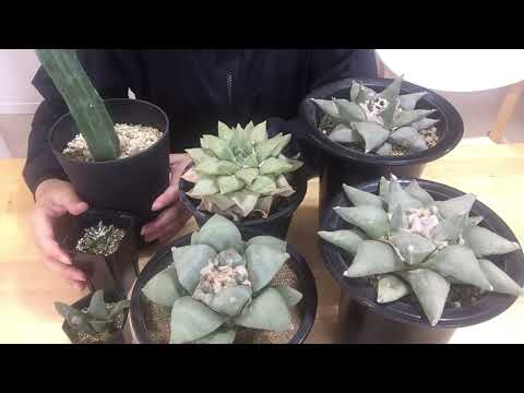 園芸 アリオカルプ、エーデルワイスサボテン