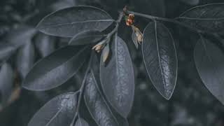 Download lagu Kartonyono medot janji status WA 30 detik mp3