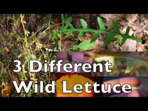 Wild Lettuce: How to Identify 3 Different Species(Canadensis, Serriola, Virosa) - YouTube