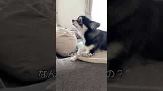 犬、お兄ちゃん待ってたよ。  #犬との暮らし #chihuahua #dog
