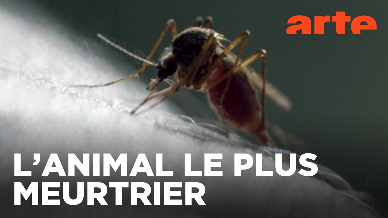 Le moustique, un ennemi bien armé | Documentaire | ARTE