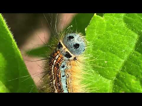 „Wesoły robaczek” - Zygmunt Pabisiak