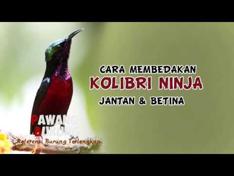 Jantan Novyj Trend Smotret Onlajn Na Sajte Trendovi Ru