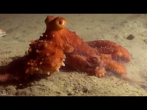 Pinnoctopus macropus
