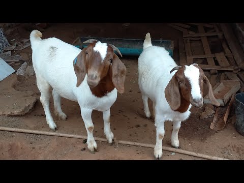 FUI CONHECER UMA CRIAÇÃO DE CABRAS BOER NO CARIRI PARAIBANO EM CATURITE-PB 