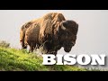 All About American Bison Aka Buffalo For Kids Animal Videos For Children FreeSchool