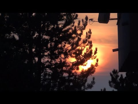 Dexter Freebish - Twilight