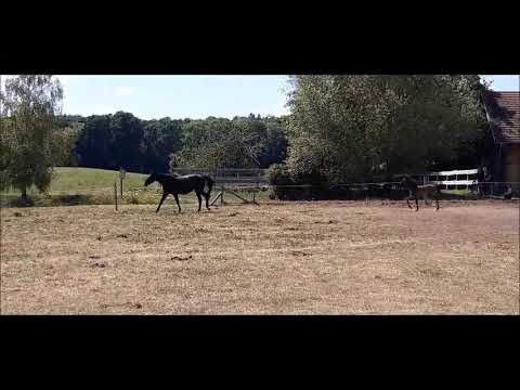 Fürst Frechdachs - Hengstfohlen von Fürst Wilhelm