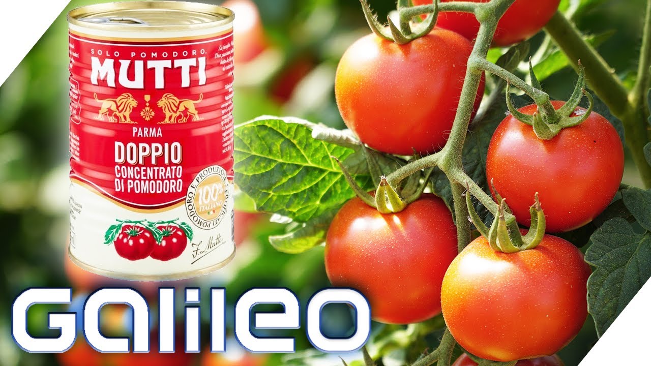 Größter Produzent Italiens! Der Weg zur perfekten Dosentomate🍅 | Galileo | ProSieben