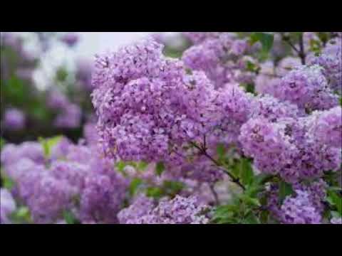 MAHLER   DEATH  IN  VENICE  --   ADAGIETTO