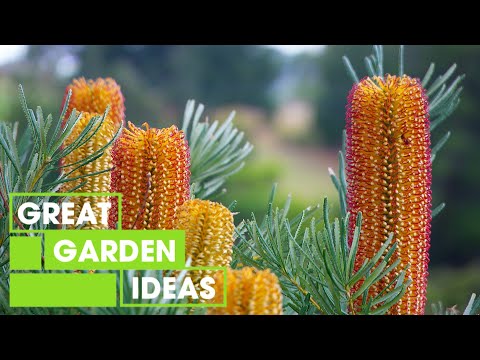 Australian Native Flowers | GARDEN | Great Home Ideas