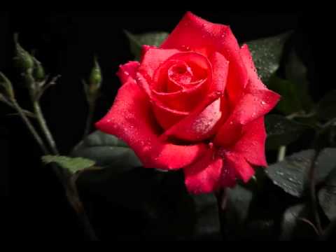 Rade Mladenović - Da zna zora