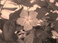 Al Stewart - Turn Into Earth 1966 