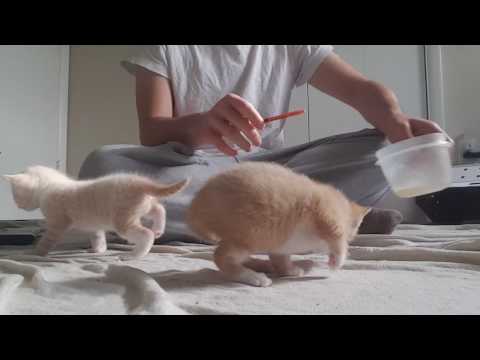 How to syringe feed tiny kittens