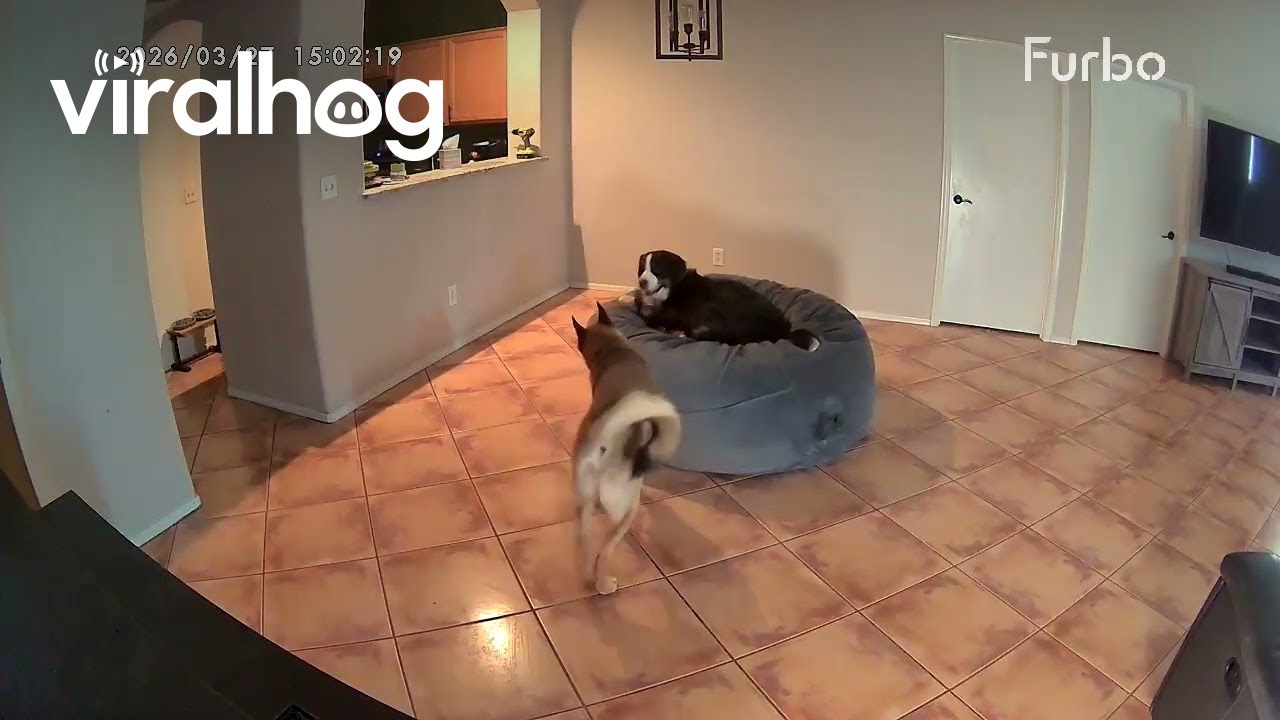 Three Puppies Make Themselves a Foam Pit || ViralHog