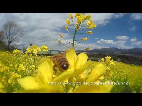 ナノハナ畑を蜜と花粉を求めるミツバチをTG6に魚露目で撮影