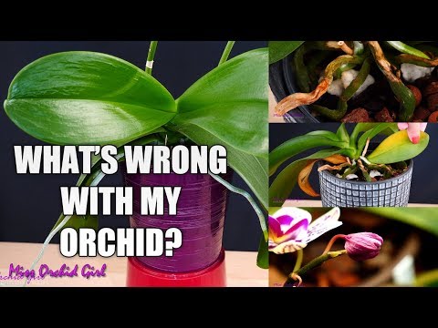 Orchid Care for Beginners - Phalaenopsis problems | How to spot, treat & prevent!