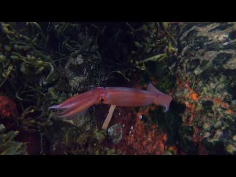Illex coindetii