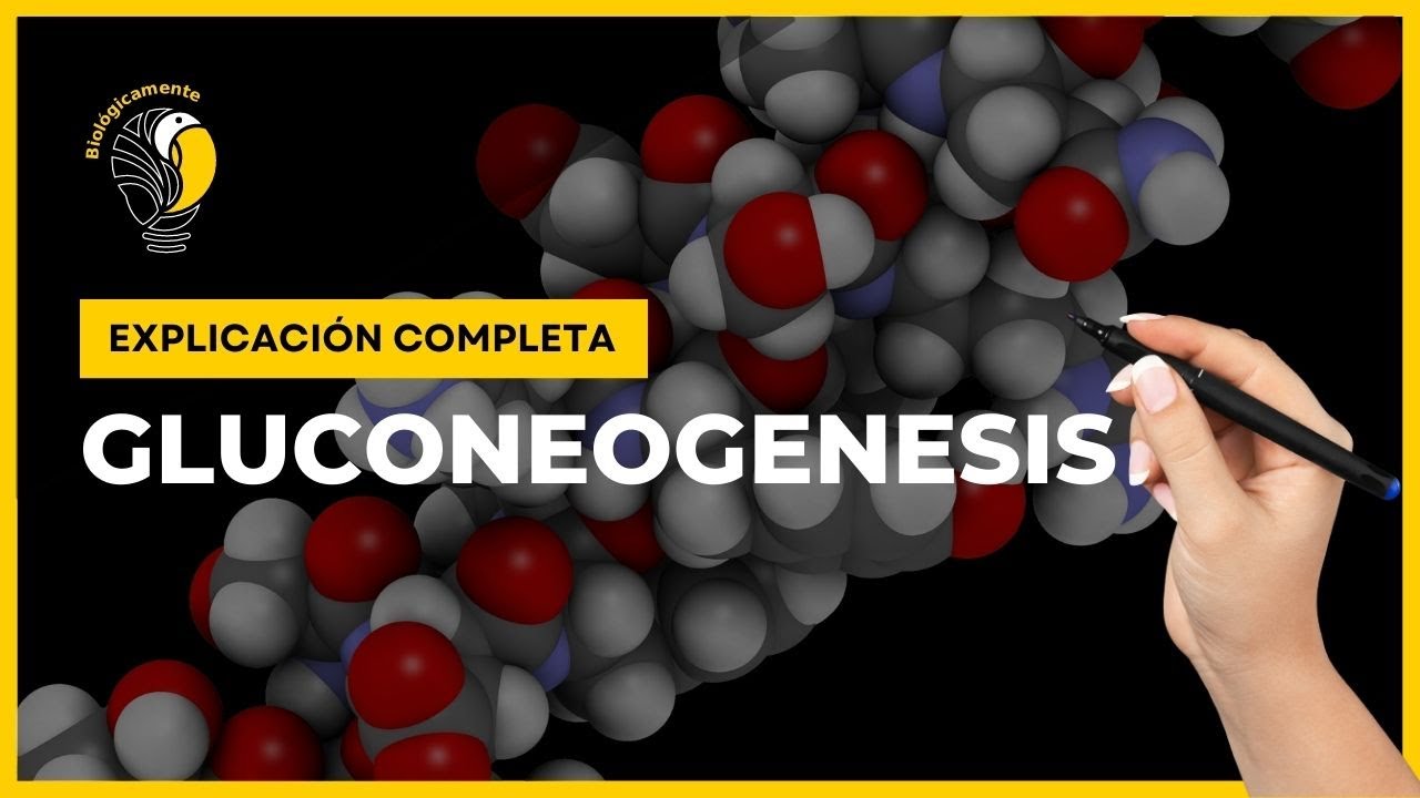 👉 Todo sobre la GLUCONEOGENESIS |Paso a paso|