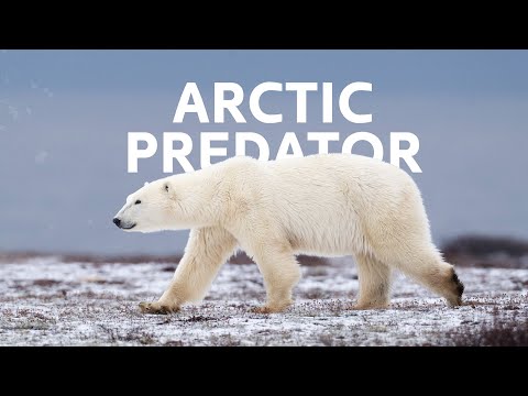 Polar Bears: A Close Encounter Of Survival In The Arctic  | Polar Bear Documentary