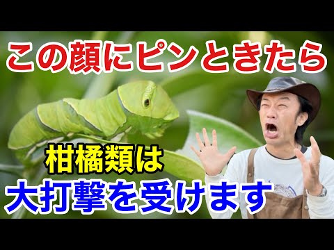 庭の幼虫を駆除するにはどうすればよいですか？何が彼らを惹きつけるのでしょうか？  庭園