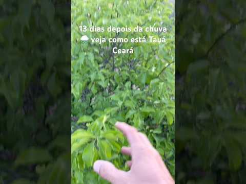 13 dias depois da chuva 🌧️ veja como está Tauá Ceará #natureza #chuvas #paisagemnatural
