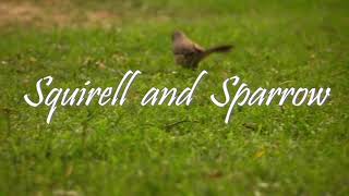 preview picture of video 'squirell and sparrow| nikon  | wildlife|travel'