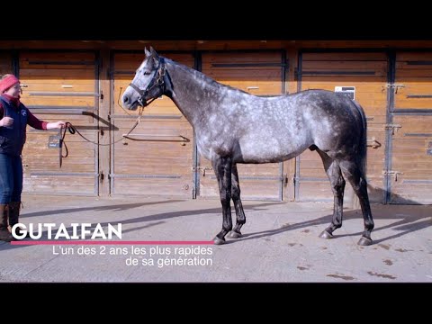 Gutaifan, le nouveau bolide d'Alain Chopard au Haras des Faunes