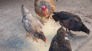 Galinhas Garnizé e Galinha de Pescoço Pelado Alimentando 10