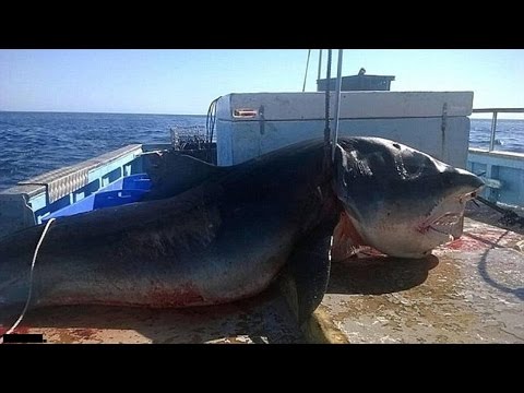 Top 5 Biggest Great White Sharks Ever Caught