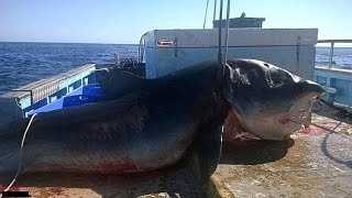 Top 5 Biggest Great White Sharks Ever Caught